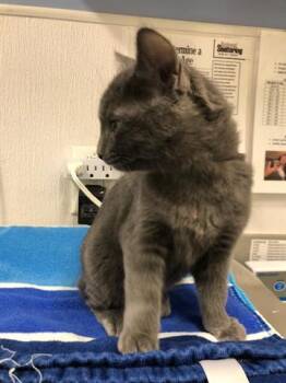 HERMIONE GRANGER -  Domestic Short Hair Cat for Adoption in Loveland, Colorado - HERMIONE GRANGER | PetCurious