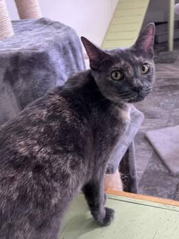 School -  Domestic Short Hair Cat for Adoption in Houston, Texas - School | PetCurious