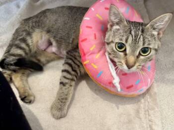 Princess -  Domestic Short Hair Cat for Adoption in Orlando, Florida - Princess | PetCurious