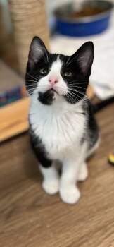 Domestic Short Hair Cats Available for Adoption in Holland, Michigan - Sophie | PetCurious