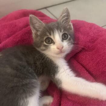 Domestic Short Hair Cats Available for Adoption in Fort Lauderdale, Florida - Mozzarella | PetCurious