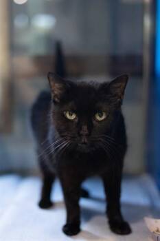 Domestic Short Hair Cats Available for Adoption in Westminster, Maryland - ROYAL | PetCurious