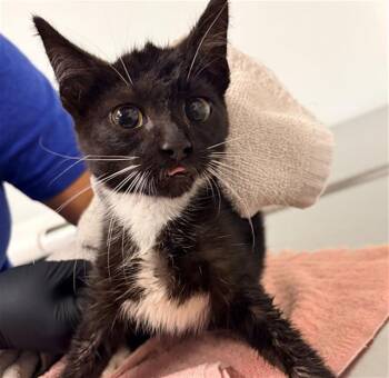 SWITZERLAND -  Domestic Short Hair Cat for Adoption in Camarillo, California - SWITZERLAND | PetCurious