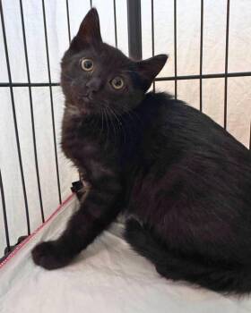 Montgomery -  Domestic Short Hair Cat for Adoption in Novato, California - Montgomery | PetCurious
