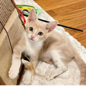 Rusty -  Domestic Short Hair Cat for Adoption in League City, Texas - Rusty | PetCurious