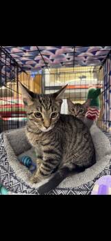 Rescue Domestic Short Hair Cats for Adoption in Dalworthington Gardens, Texas - Seth | PetCurious