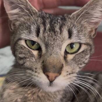 Silvana -  Domestic Short Hair Cat for Adoption in Tustin, California - Silvana | PetCurious