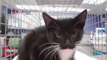 LOVER -  Domestic Short Hair Cat for Adoption in Omaha, Nebraska - LOVER | PetCurious