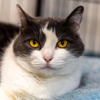 Sparkle -  Domestic Short Hair Cat for Adoption in Decatur, Georgia - Sparkle | PetCurious