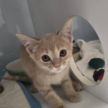 Henry -  Domestic Short Hair Cat for Adoption in Desert Hot Springs, California - Henry | PetCurious
