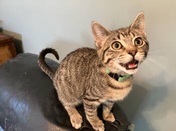 Waffles -  Domestic Short Hair Cat for Adoption in Unionville, Missouri - Waffles | PetCurious