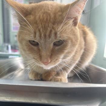 Rico -  Domestic Short Hair Cat for Adoption in West Point, Mississippi - Rico | PetCurious