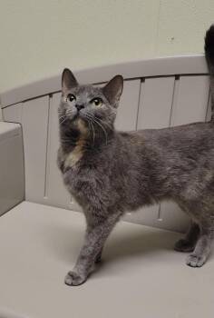 Domestic Short Hair Cats Available for Adoption in Sandusky, Ohio - Pepper | PetCurious