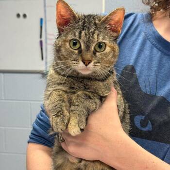 Domestic Short Hair Cats Available for Adoption in Martinsville, Virginia - Maple | PetCurious