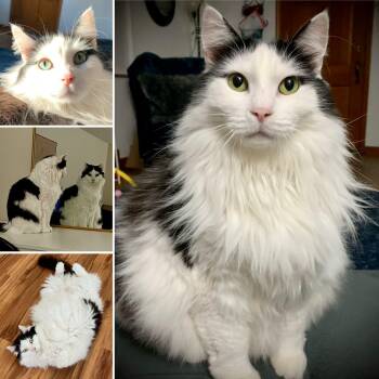Luna (courtesy listed, bonded to Mama) -  Domestic Long Hair and Maine Coon Cat for Adoption in Myrtle Beach, South Carolina - Luna (courtesy Listed, Bonded To Mama) | PetCurious
