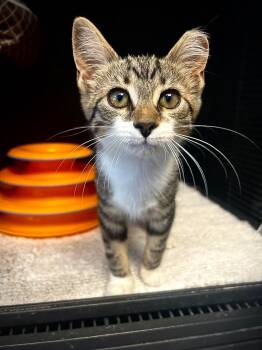 Sesame -  Domestic Short Hair Cat for Adoption in Littlestown, Pennsylvania - Sesame | PetCurious