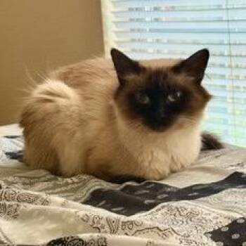 Cruella -  Persian Cat for Adoption in Pittsburg, Kansas - Cruella | PetCurious