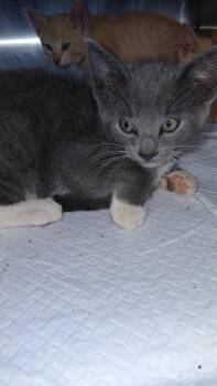 Thorn -  Domestic Short Hair Cat for Adoption in Cincinnati, Ohio - Thorn | PetCurious