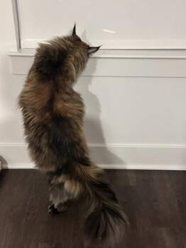 Raya -  Maine Coon and Domestic Short Hair Cat for Adoption in Fairfax, Virginia - Raya | PetCurious