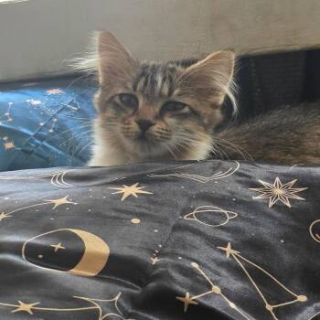 Expo C12531 -  Domestic Medium Hair Cat for Adoption - Expo C12531 | PetCurious
