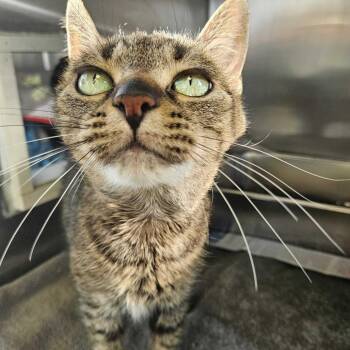 Domestic Short Hair Cats Available for Adoption in Dover, New Hampshire - Mazey | PetCurious
