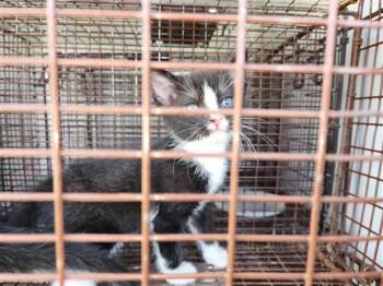 A660985 -  Domestic Short Hair Cat for Adoption in Houston, Texas - A660985 | PetCurious