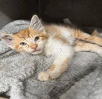 Leo -  Domestic Short Hair Cat for Adoption in Largo, Florida - Leo | PetCurious