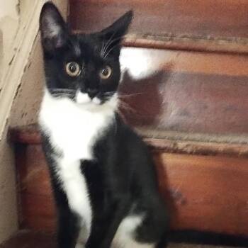 Tux -  Domestic Short Hair Cat for Adoption in Waynesboro, Pennsylvania - Tux | PetCurious