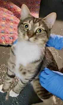 Rescue Domestic Short Hair Cats for Adoption in Pointe-claire, Quebec - Moose | PetCurious