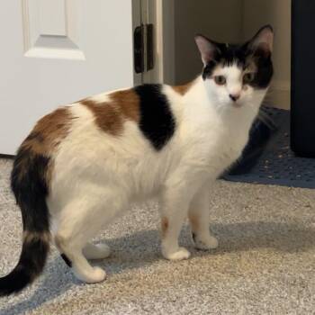 Rescue Calico and Domestic Short Hair Cats for Adoption in Lenexa, Kansas - Marilyn | PetCurious