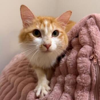Persia -  Domestic Long Hair Cat for Adoption in Cumming, Georgia - Persia | PetCurious