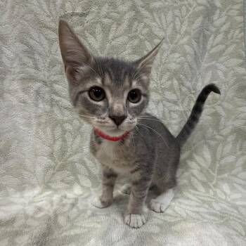 Domestic Short Hair Cats Available for Adoption in Tampa, Florida - Fallon | PetCurious