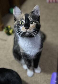 Domestic Short Hair Cats Available for Adoption - Stripes (with Patches) | PetCurious