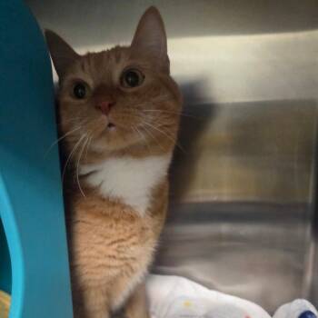 Domestic Short Hair and Mixed Breed Cats Available for Adoption in Spokane, Washington - Mae Mae | PetCurious