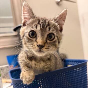 Reid -  Domestic Short Hair Cat for Adoption in Brownsboro, Alabama - Reid | PetCurious