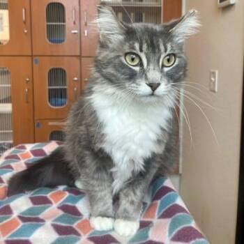 Domestic Medium Hair Cats Available for Adoption in Rochester, Minnesota - Mia | PetCurious