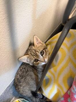 Tenderheart -  Domestic Short Hair Cat for Adoption in Fort Collins, Colorado - Tenderheart | PetCurious