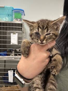 Rescue Domestic Short Hair Cats for Adoption in Danielsville, Georgia - Thelma | PetCurious