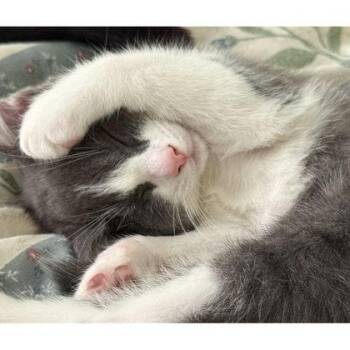 Greyson Cottage, adopt with Charli -  Domestic Short Hair Cat for Adoption in Hudson, Massachusetts - Greyson Cottage, Adopt With Charli | PetCurious