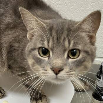 Archer -  Domestic Short Hair Cat for Adoption in Grand Rapids, Michigan - Archer | PetCurious