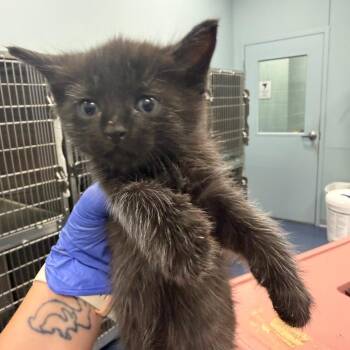 Tomato (Grey) -  Domestic Short Hair Cat for Adoption in Greensboro, North Carolina - Tomato (Grey) | PetCurious