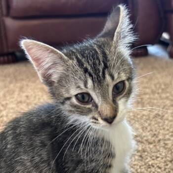 Rescue Domestic Short Hair Cats for Adoption in Cumming, Georgia - Van Gogh | PetCurious