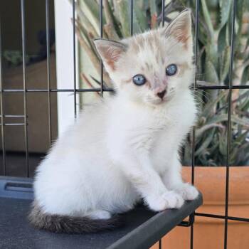 American Shorthair Cats Available for Adoption in Calimesa, California - Elena | PetCurious
