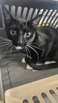 Domestic Short Hair Cats Available for Adoption - Pickle Rick | PetCurious