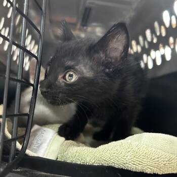Friskies -  Domestic Short Hair Cat for Adoption in Leander, Texas - Friskies | PetCurious