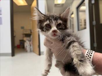 MORTIMER -  Domestic Medium Hair Cat for Adoption in Santa Fe, New Mexico - MORTIMER | PetCurious