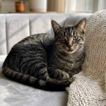 Pepper -  Tabby Cat for Adoption in Wyandotte, Michigan - Pepper | PetCurious