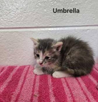 Domestic Short Hair Cats Available for Adoption in Spruce Pine, North Carolina - Umbrella | PetCurious