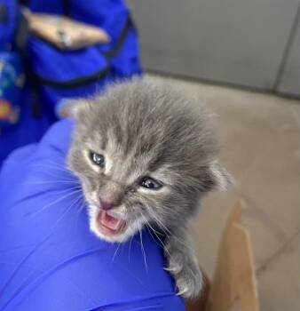 MILAGRO -  Domestic Short Hair Cat for Adoption in Dallas, Texas - MILAGRO | PetCurious
