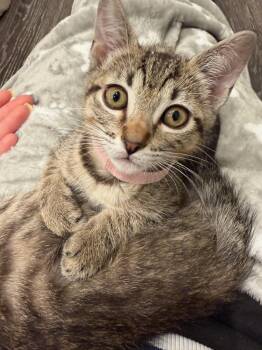 Domestic Short Hair Cats Available for Adoption in Fort Worth, Texas - Marie | PetCurious